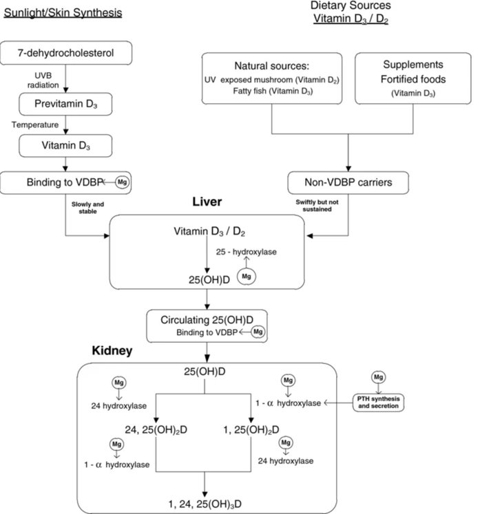 Vitamin D Metabolism with Magnesium Steps